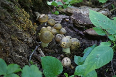 Pseudoboletus parasiticus