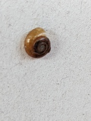 Oxychilus draparnaudi