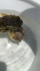 Sphoeroides maculatus