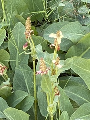 Anemopsis californica