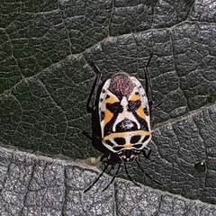 Eurydema ornata