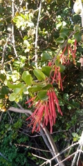 Tristerix corymbosus