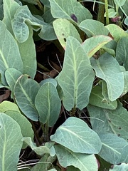 Anemopsis californica