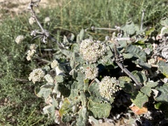 Eriogonum latifolium