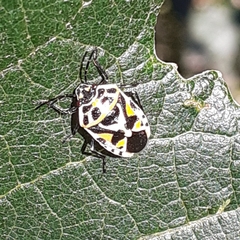 Eurydema ornata
