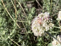 Eriogonum latifolium