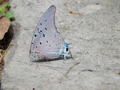 Pseudolycaena marsyas