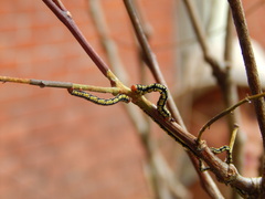 Melanchroia chephise