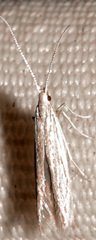 Coleophora quadruplex