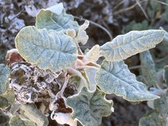 Eriogonum latifolium