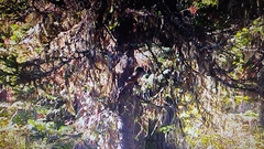 Perisoreus infaustus