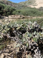 Eriogonum latifolium
