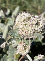 Eriogonum latifolium