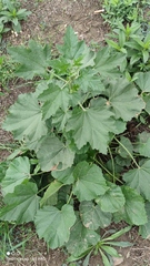 Malva thuringiaca