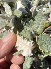 Eriogonum latifolium