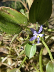 Heteranthera limosa