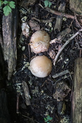 Pseudoboletus parasiticus