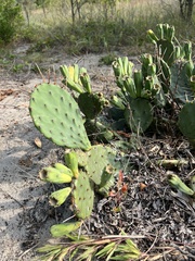 Opuntia cespitosa