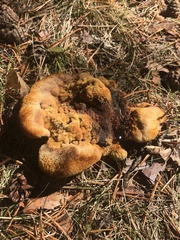 Phaeolus schweinitzii