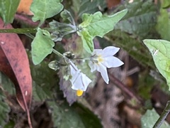 Solanum furcatum