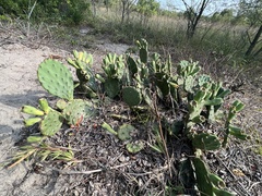 Opuntia cespitosa
