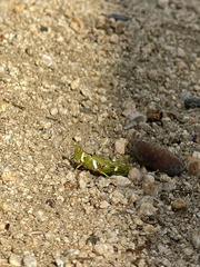 Bootettix argentatus