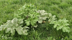 Heracleum sosnowskyi
