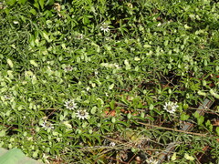 Passiflora caerulea