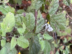 Solanum furcatum