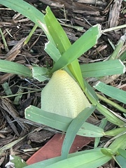 Leucocoprinus birnbaumii image