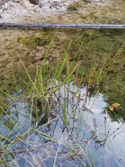 Eleocharis palustris