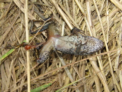 Pelophylax ridibundus