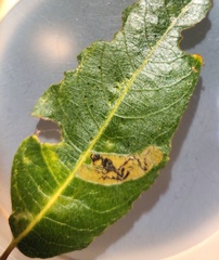 Stigmella salicis