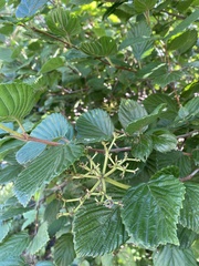 Viburnum recognitum