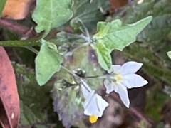 Solanum furcatum