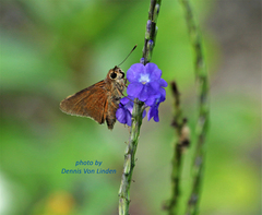 Asbolis capucinus