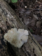 Hericium americanum