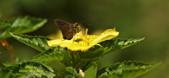 Asbolis capucinus