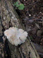 Hericium americanum