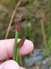 Eleocharis palustris