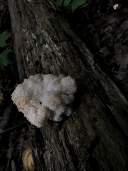 Hericium americanum