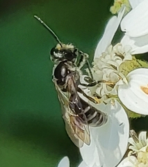 Lasioglossum