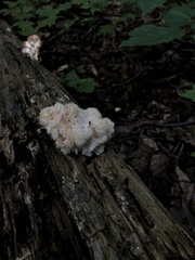 Hericium americanum