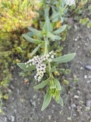 Heliotropium