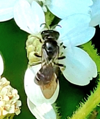 Lasioglossum