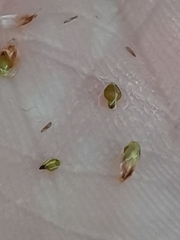 Eleocharis palustris