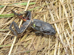 Pelophylax ridibundus