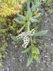 Heliotropium