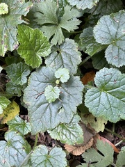 Tolmiea menziesii