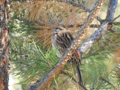 Emberiza leucocephalos